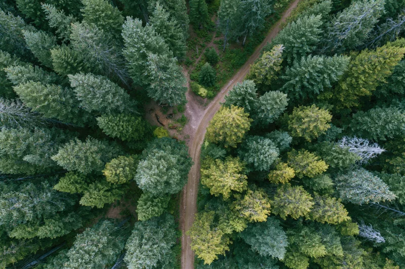 Aerial view of a dense conifer forest with a dirt path crossing through the treetops