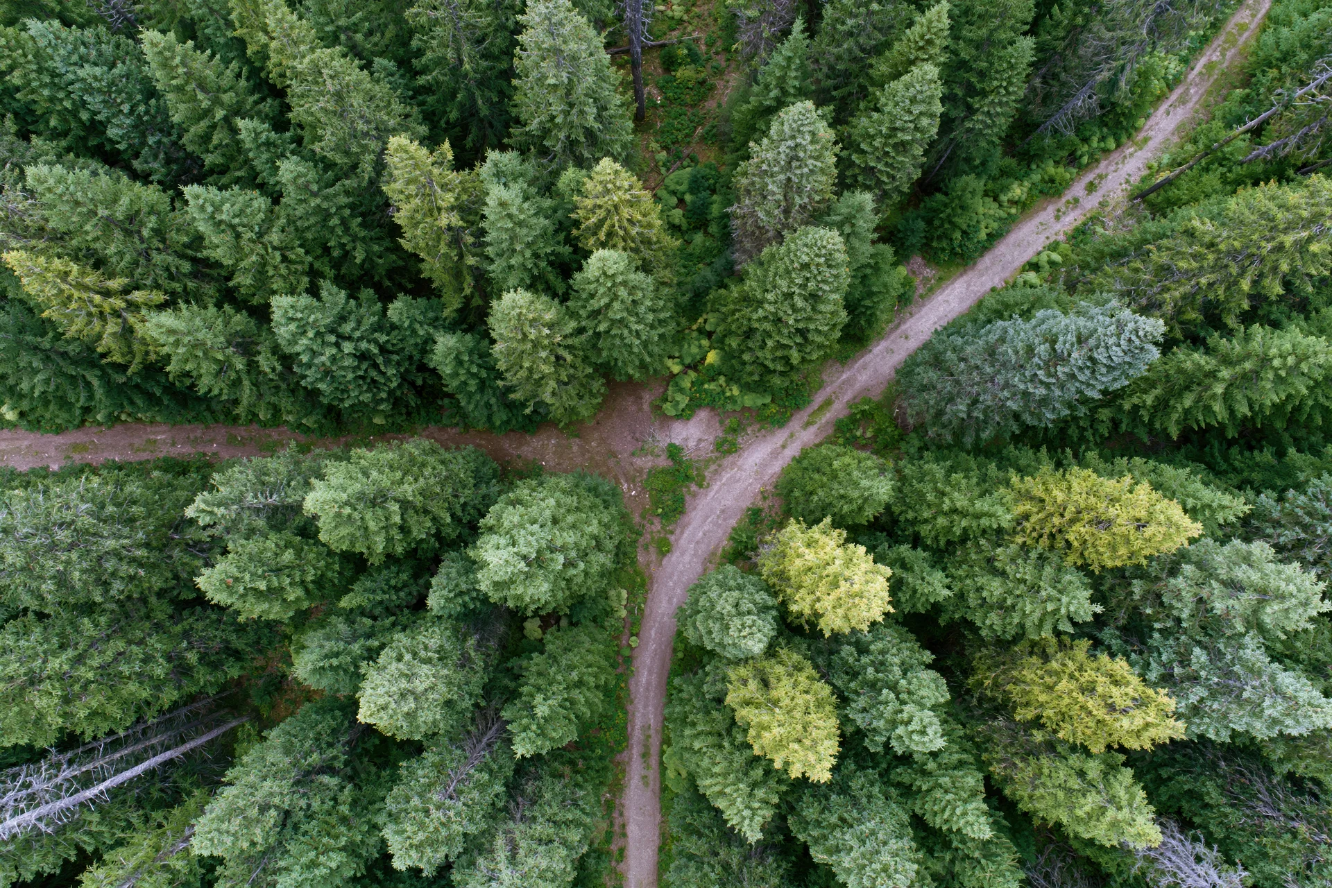 Aerial view of a forest with intersecting dirt paths among dense conifer trees