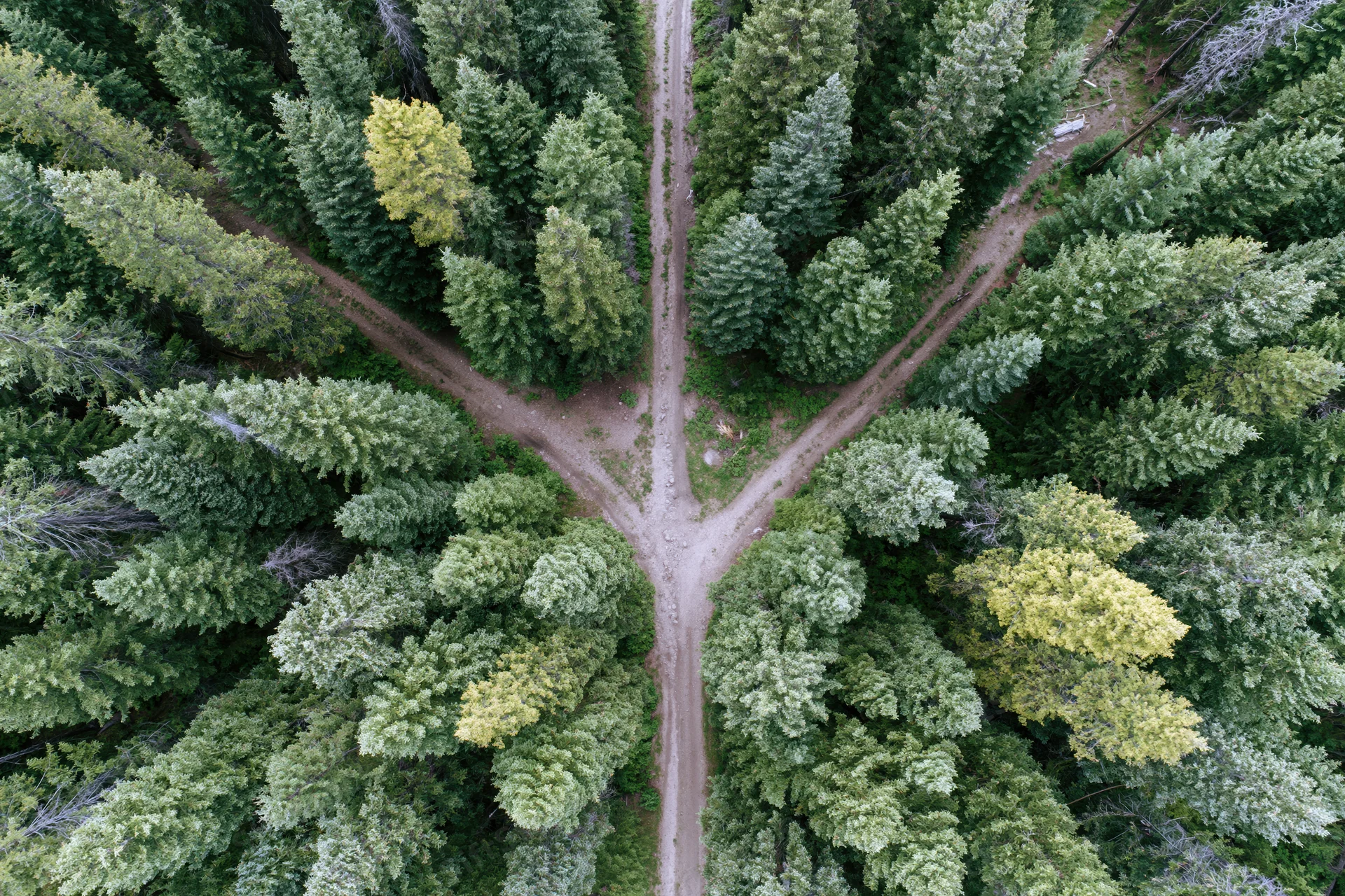 Aerial view of a dirt path fork in a dense conifer forest