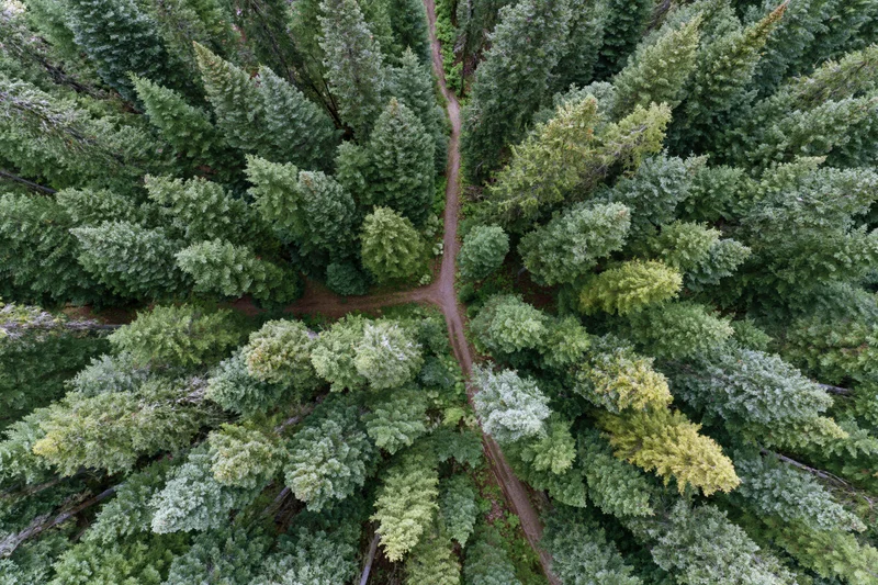 Aerial view of dense conifer forest with winding dirt path through treetops