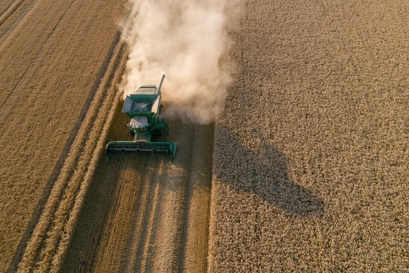 Green combine harvester harvesting wheat in a golden field from aerial view