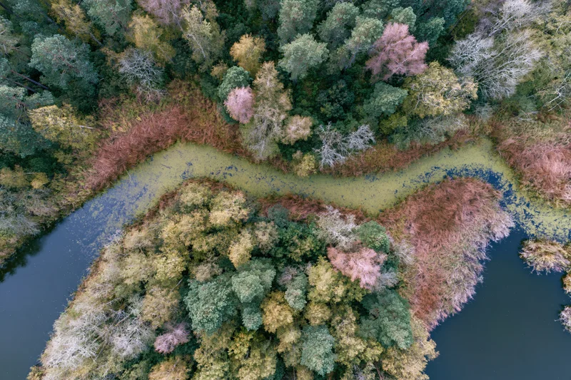 Aerial top-down view of a winding river through autumn forested wetland delta