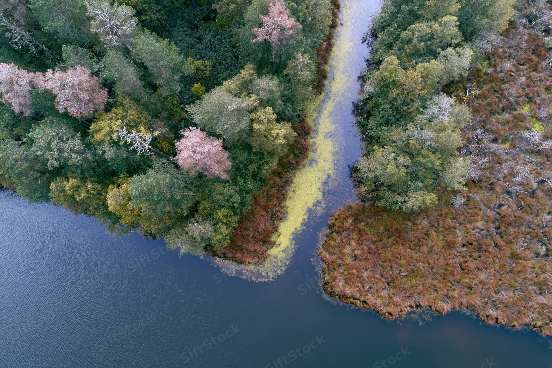 Aerial view of a wetland delta with river channel winding through forested area and autumn foliage