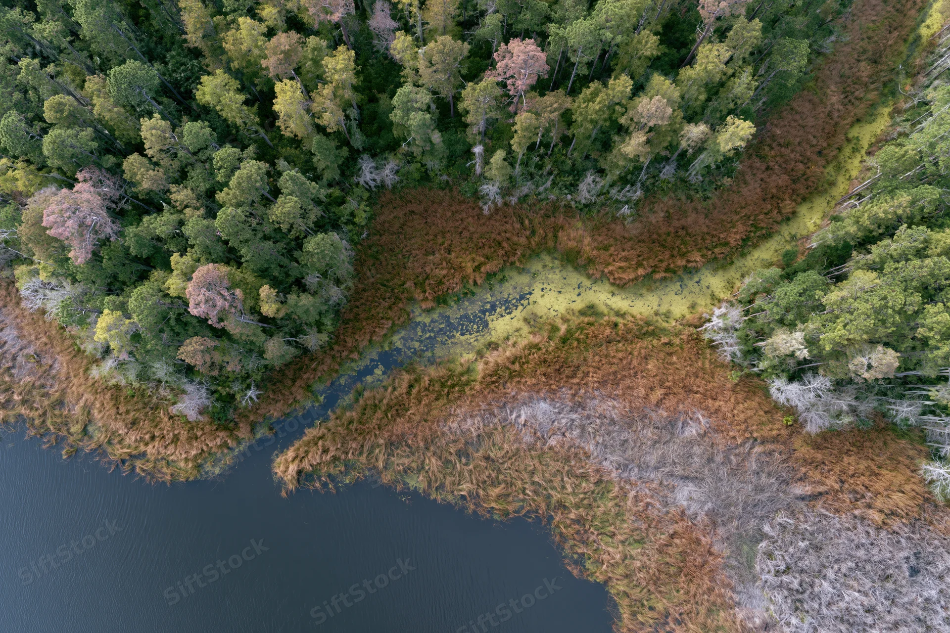 Aerial top-down view of a wetland delta with river flowing through forested and marshy areas