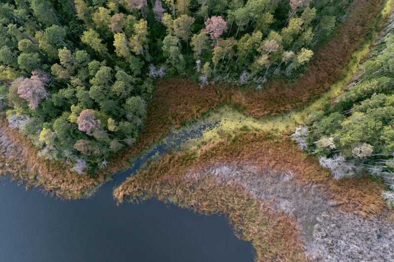 Aerial top-down view of a wetland delta with river flowing through forested and marshy areas