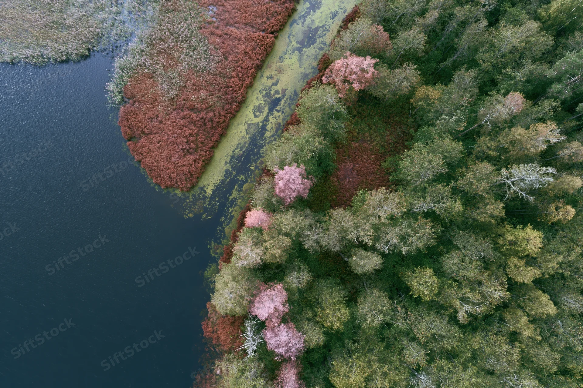 Aerial top-down view of a wetland delta with forested shoreline and autumn foliage along a riverbank