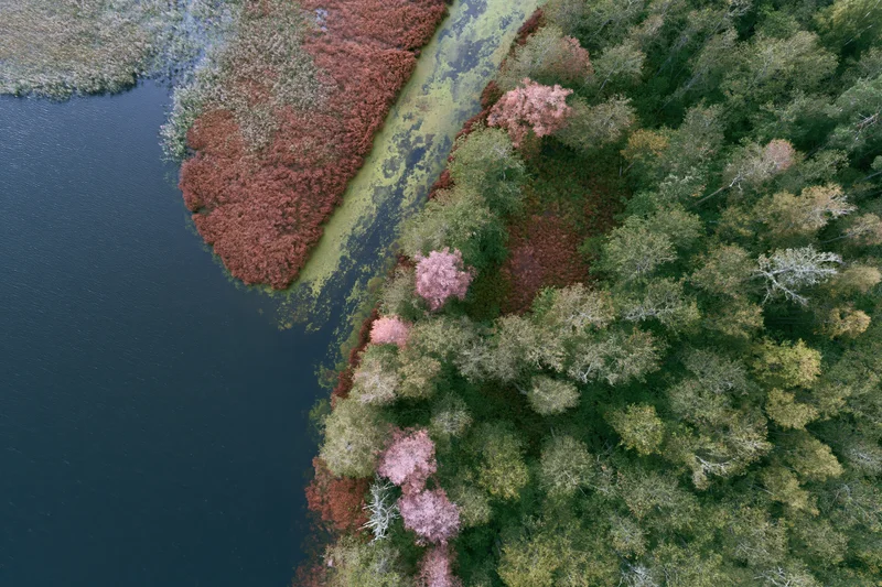 Aerial top-down view of a wetland delta with forested shoreline and autumn foliage along a riverbank