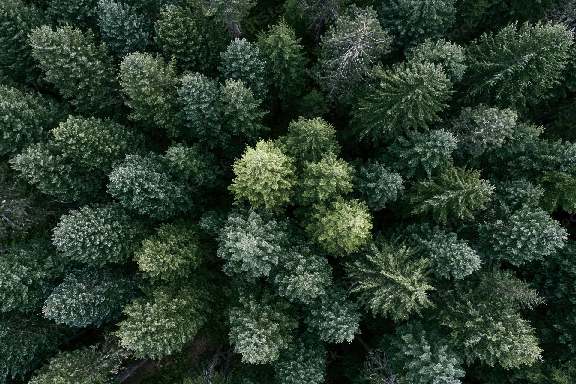 Aerial top-down view of dense coniferous forest canopy from above