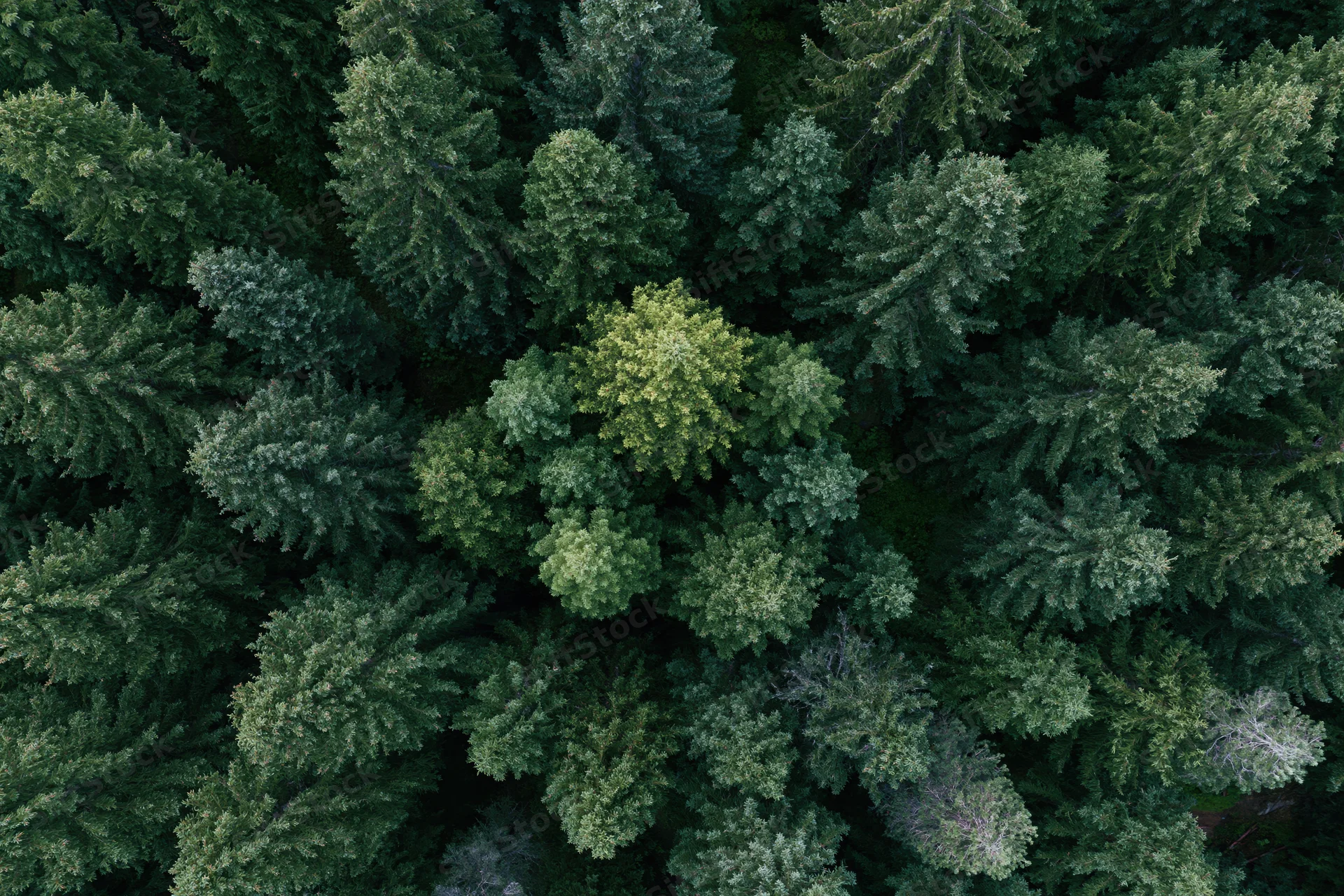 Aerial top-down view of dense evergreen forest canopy from above