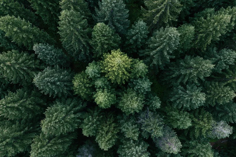 Aerial top-down view of dense evergreen forest canopy from above