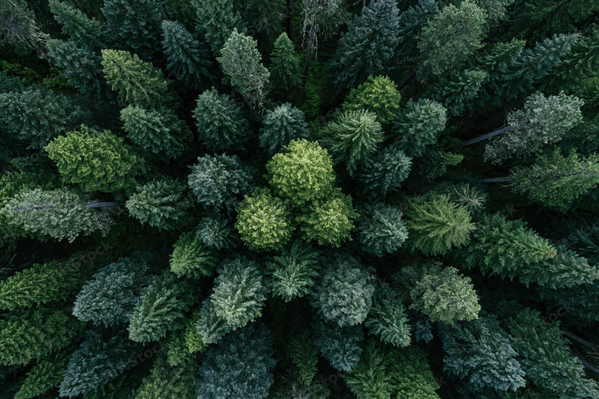 Aerial top-down view of dense coniferous forest canopy from above