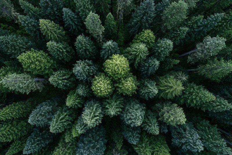 Aerial top-down view of dense coniferous forest canopy from above