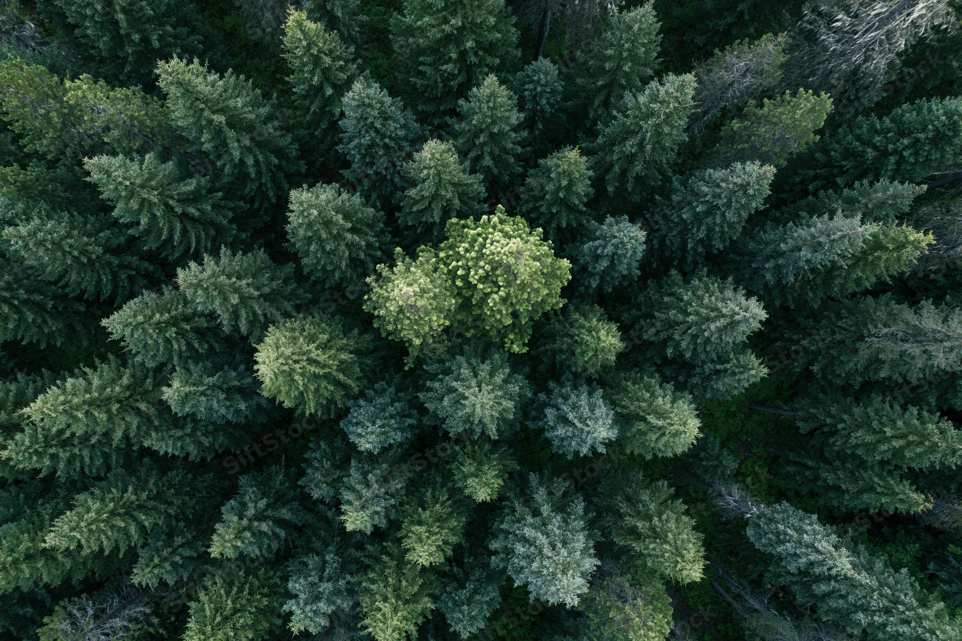 Aerial top-down view of dense coniferous forest canopy from above
