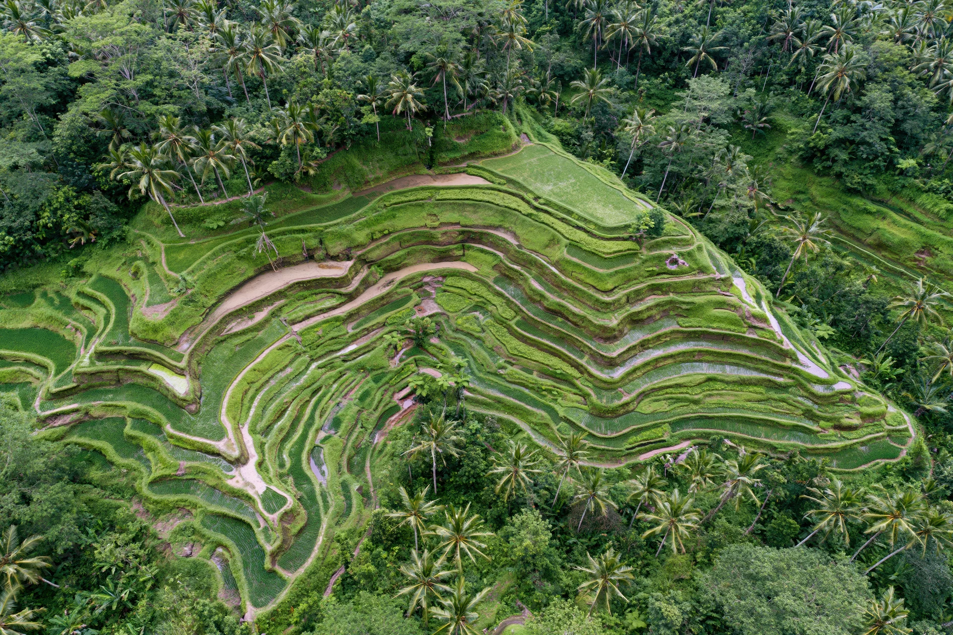Aerial view of balinese rice terraces winding across a lush tropical hillside surrounded by palm trees and jungle
