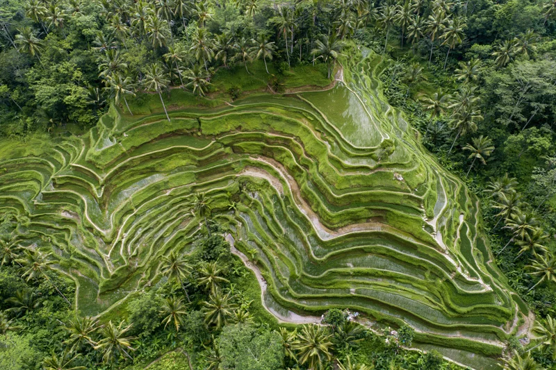 Aerial view of balinese rice terraces winding through lush jungle landscape