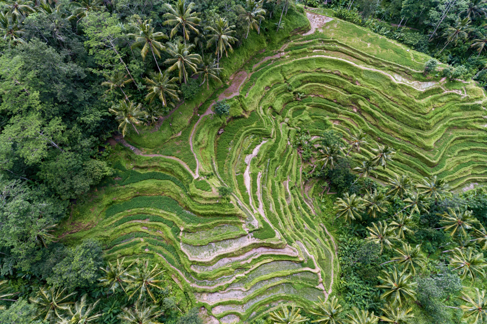 Aerial view of green rice terraces winding across a hillside surrounded by tropical forest and palm trees