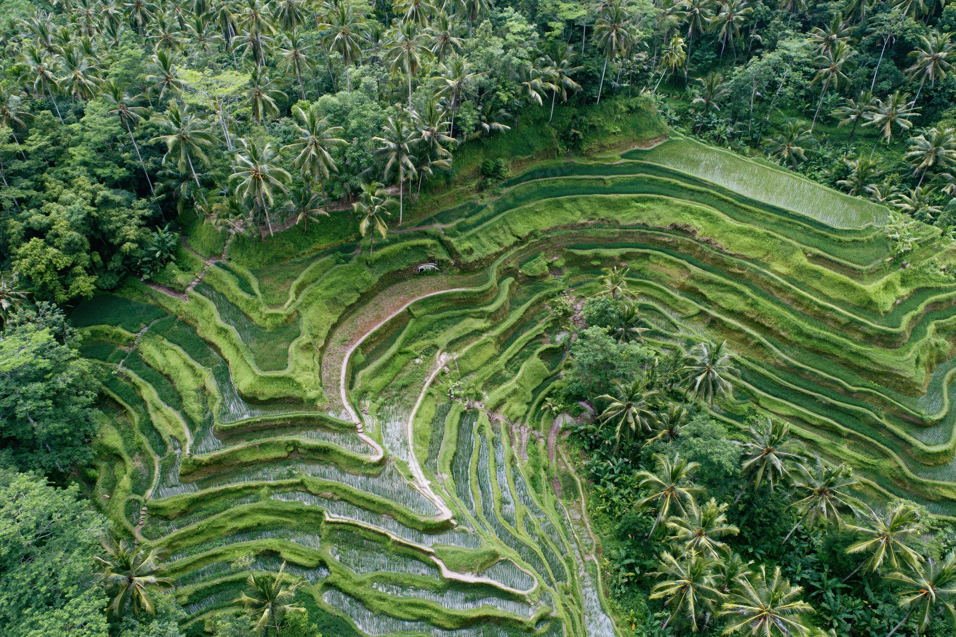 Aerial view of balinese rice terraces winding through lush green jungle landscape