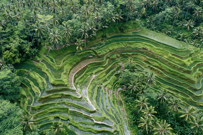 Aerial view of balinese rice terraces winding through lush green jungle landscape