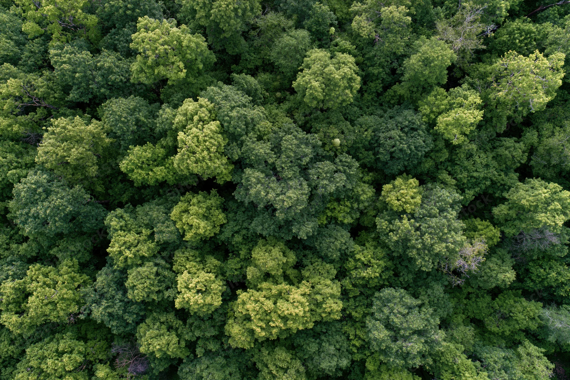 Aerial top-down view of dense green forest canopy from above