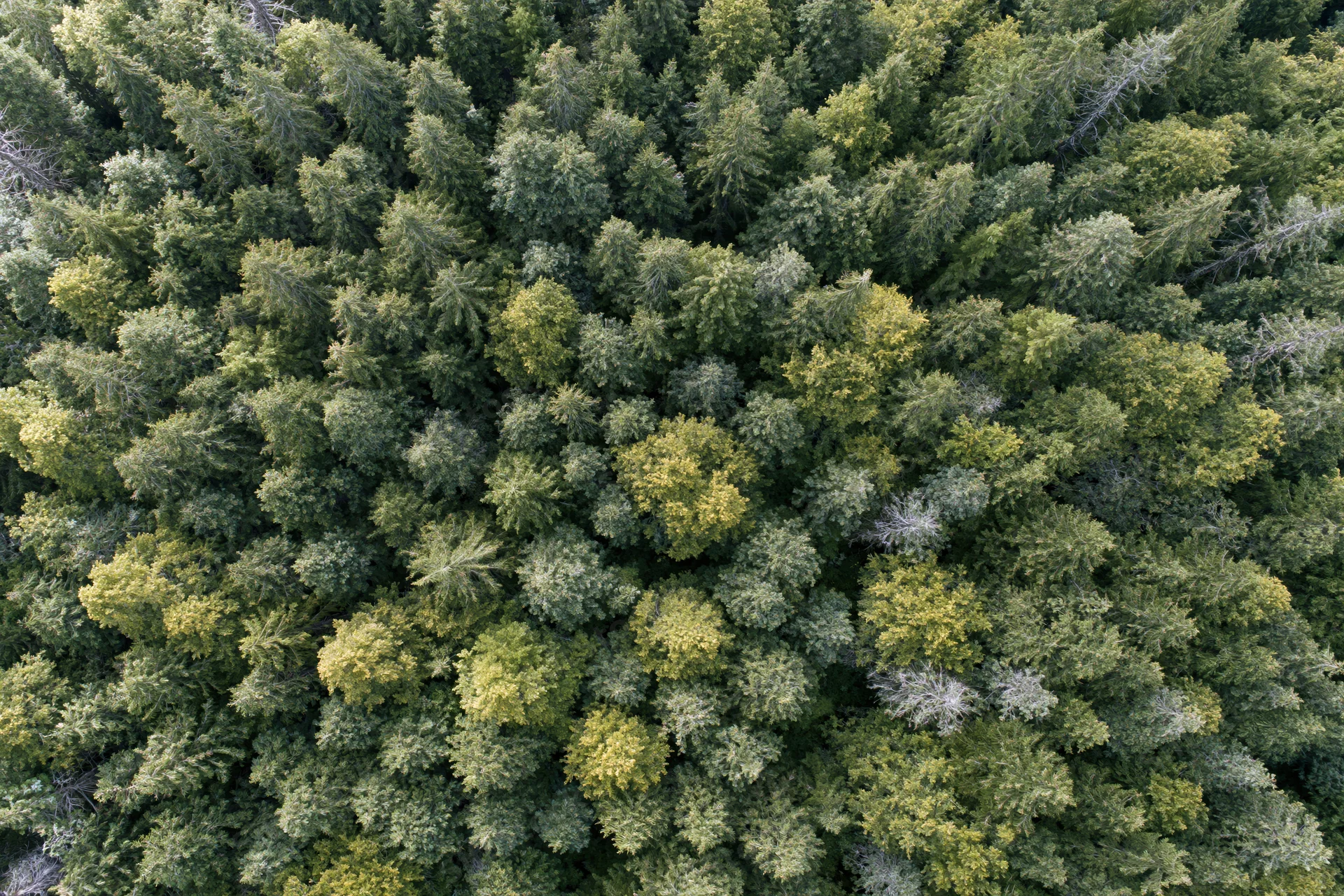 Aerial top-down view of dense forest canopy with green trees and foliage