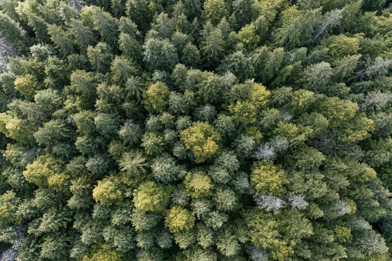Aerial top-down view of dense forest canopy with green trees and foliage
