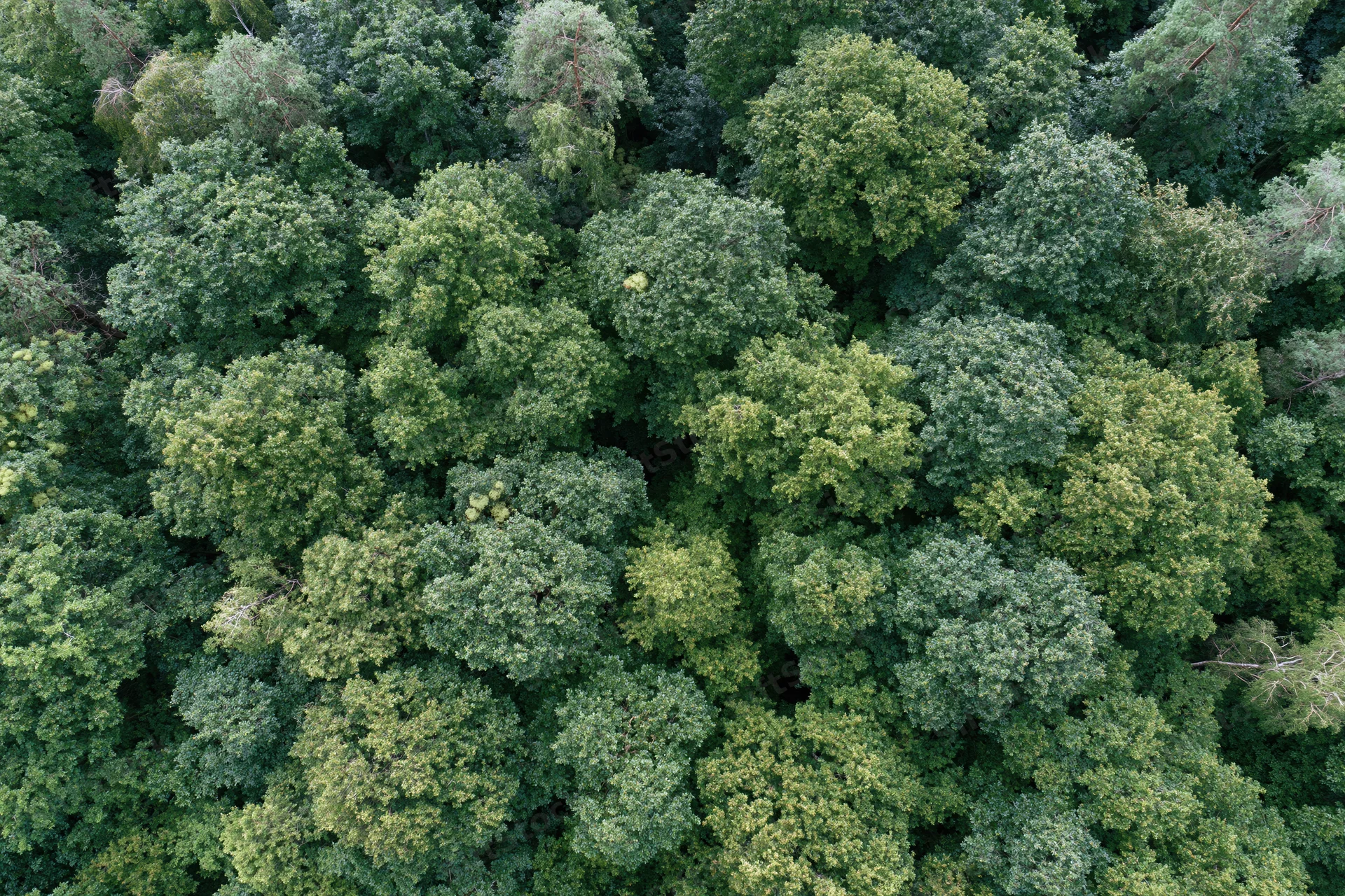 Aerial top-down view of dense forest canopy with lush green trees and foliage