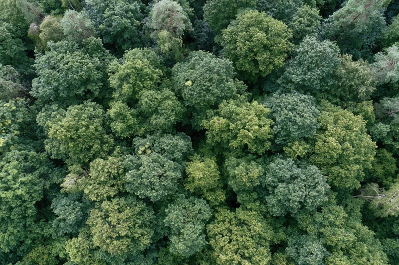 Aerial top-down view of dense forest canopy with lush green trees and foliage