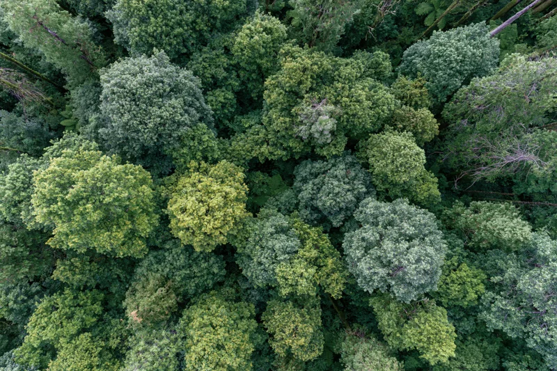 Aerial top-down view of dense forest canopy with lush green treetops