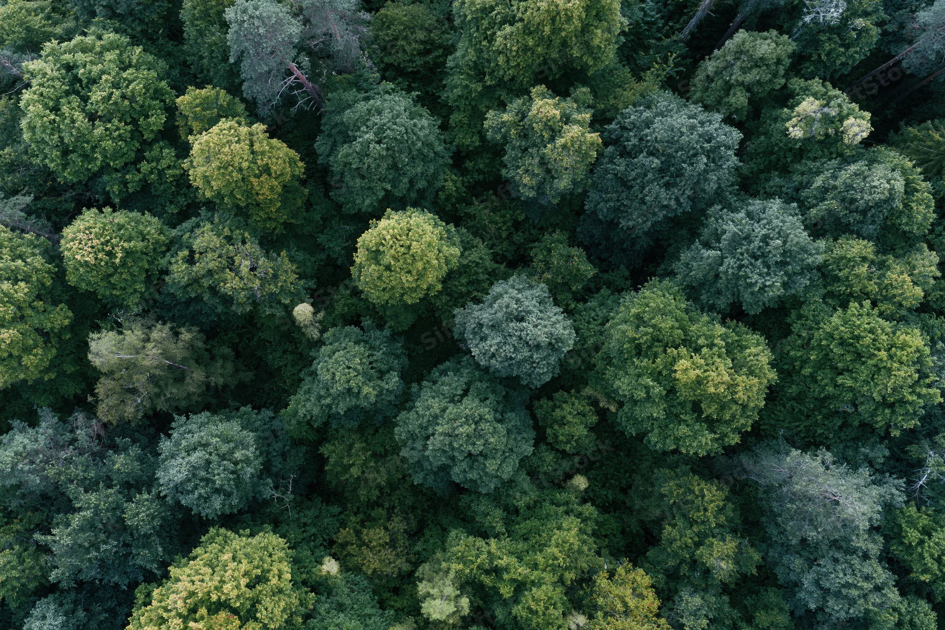 Aerial top-down view of dense temperate forest canopy from above