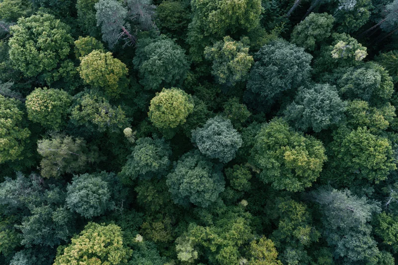 Aerial top-down view of dense temperate forest canopy from above