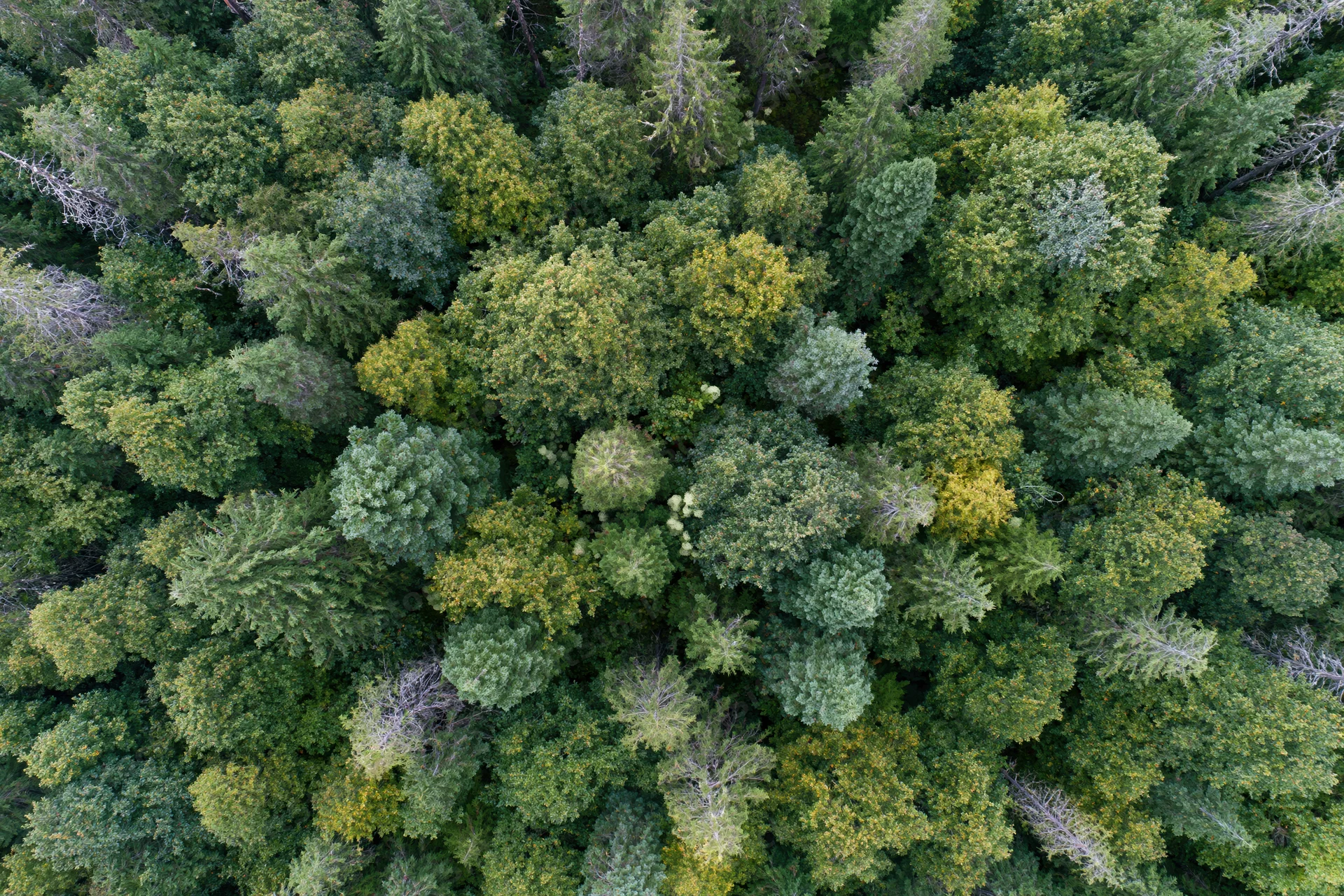Aerial top-down view of dense temperate forest canopy from above