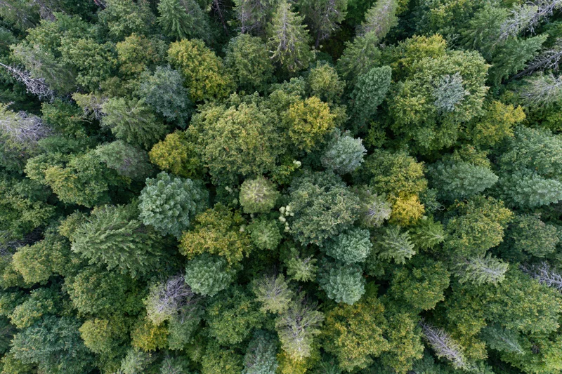 Aerial top-down view of dense temperate forest canopy from above