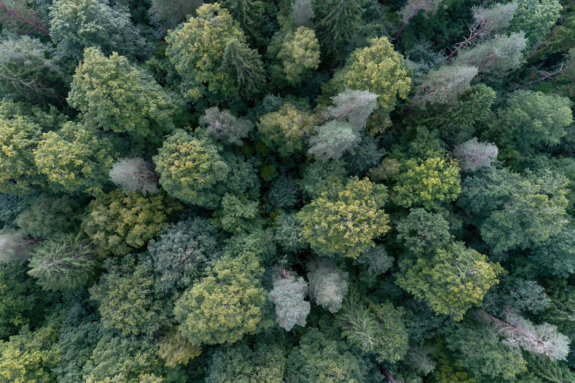 Aerial top-down view of dense temperate forest canopy from above
