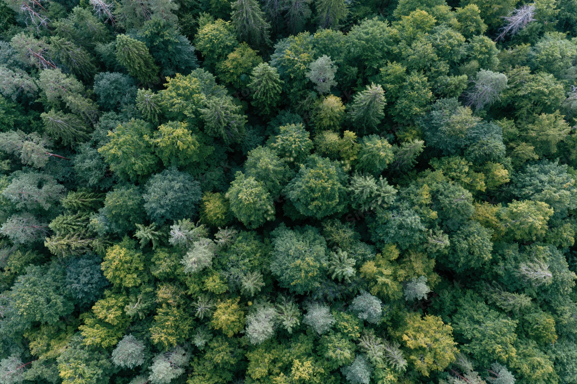 Aerial top-down view of dense temperate forest canopy from above