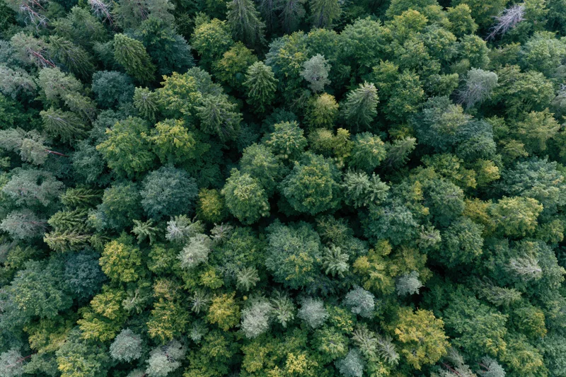 Aerial top-down view of dense temperate forest canopy from above