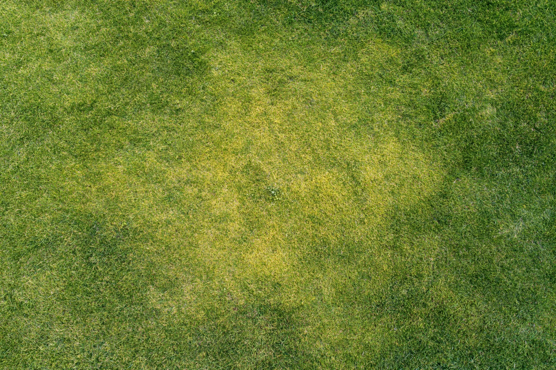 Aerial top-down view of a closely mowed grass lawn with yellow discoloration patch