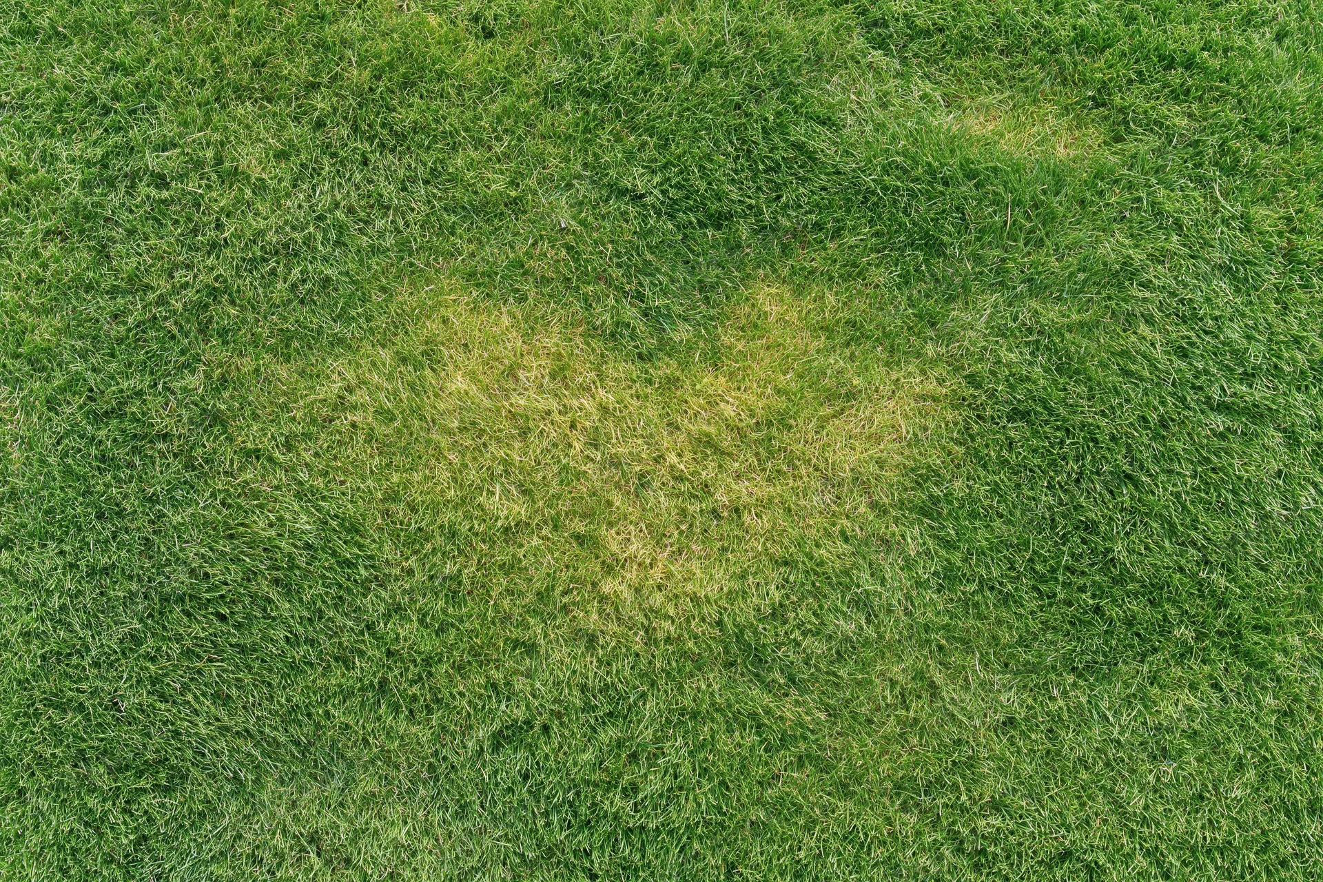 Aerial top-down view of a closely mowed grass lawn with a discolored patch in the center