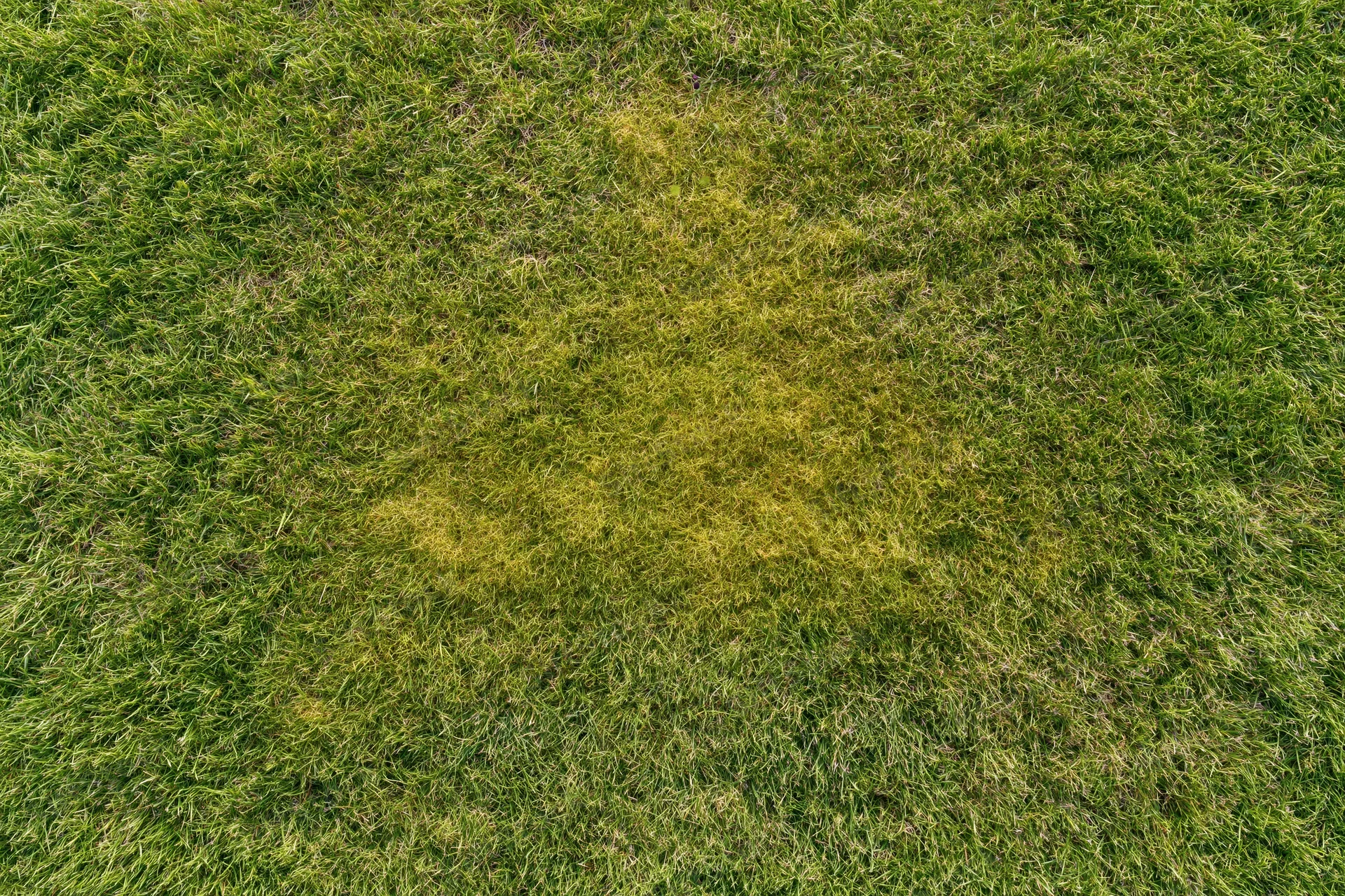 Aerial top-down view of a closely mowed grass lawn with a yellow discolored patch in the center