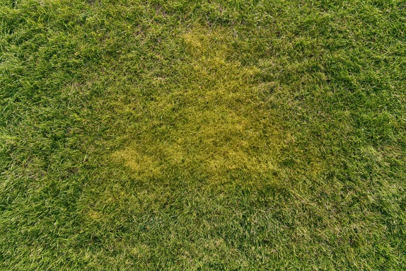 Aerial top-down view of a closely mowed grass lawn with a yellow discolored patch in the center