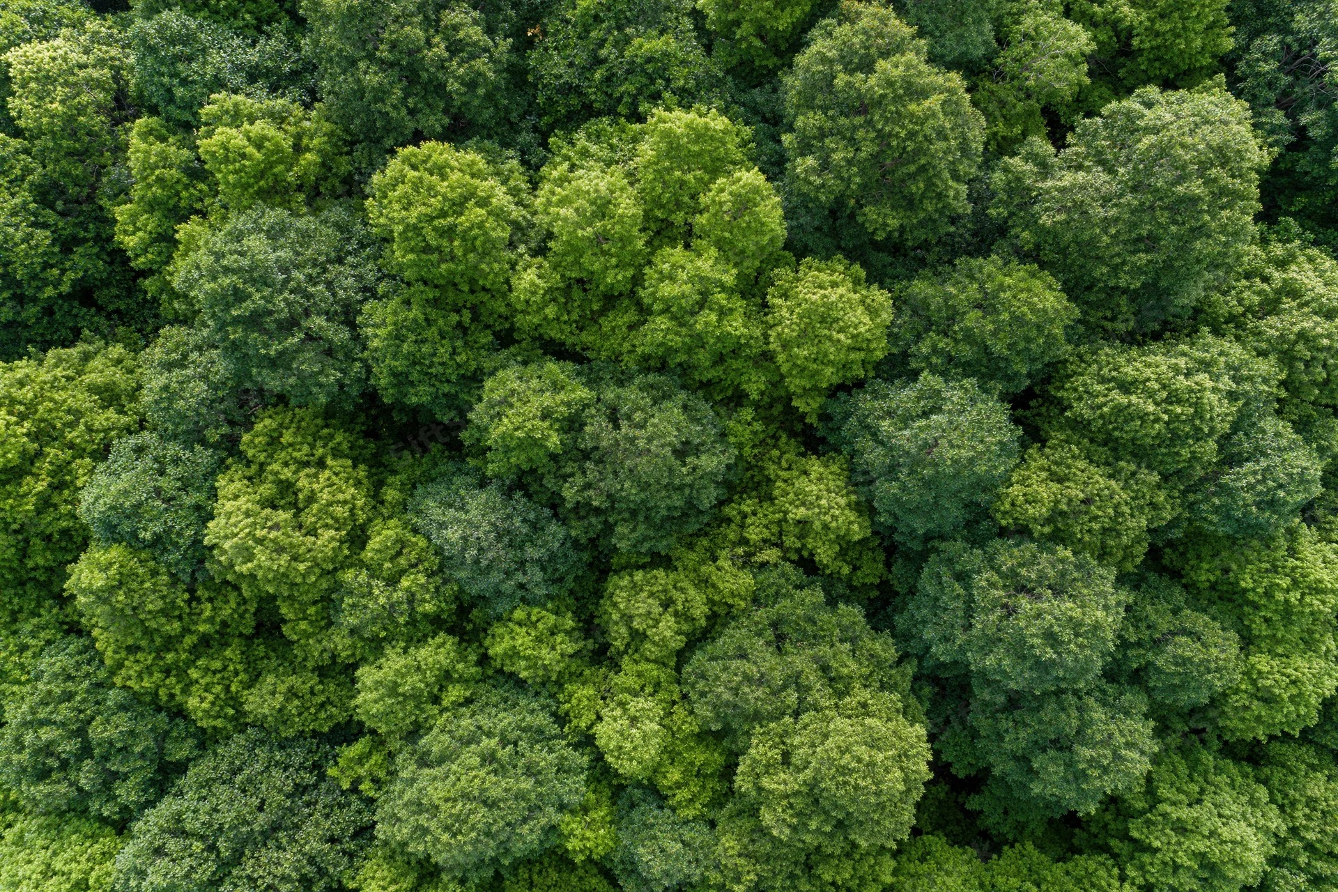 Aerial top-down view of dense broadleaf forest canopy filled with green treetops