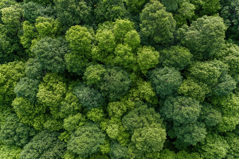 Aerial top-down view of dense broadleaf forest canopy filled with green treetops