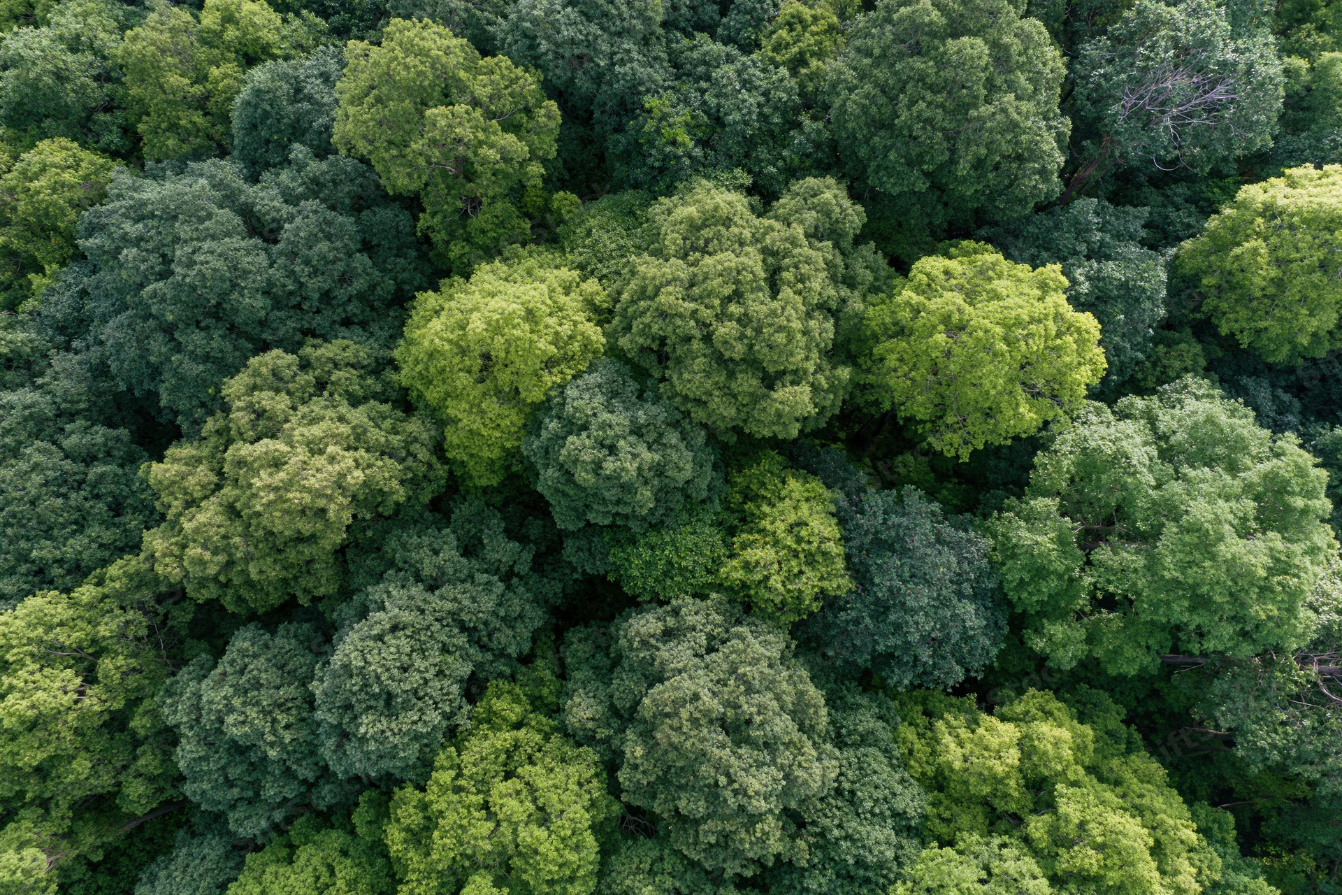 Aerial top-down view of dense broadleaf forest canopy with green treetops