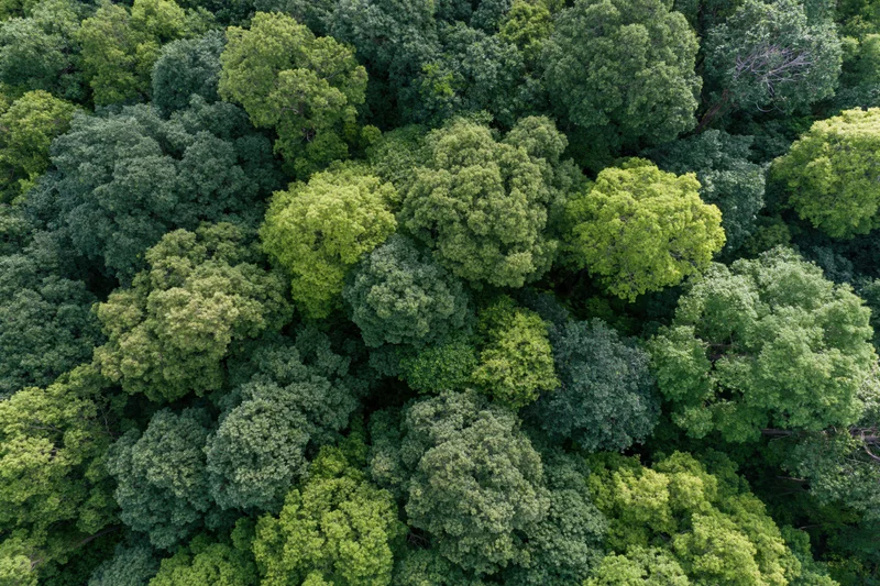 Aerial top-down view of dense broadleaf forest canopy with green treetops