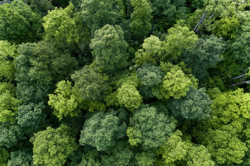 Aerial top-down view of dense broadleaf forest canopy filled with green foliage