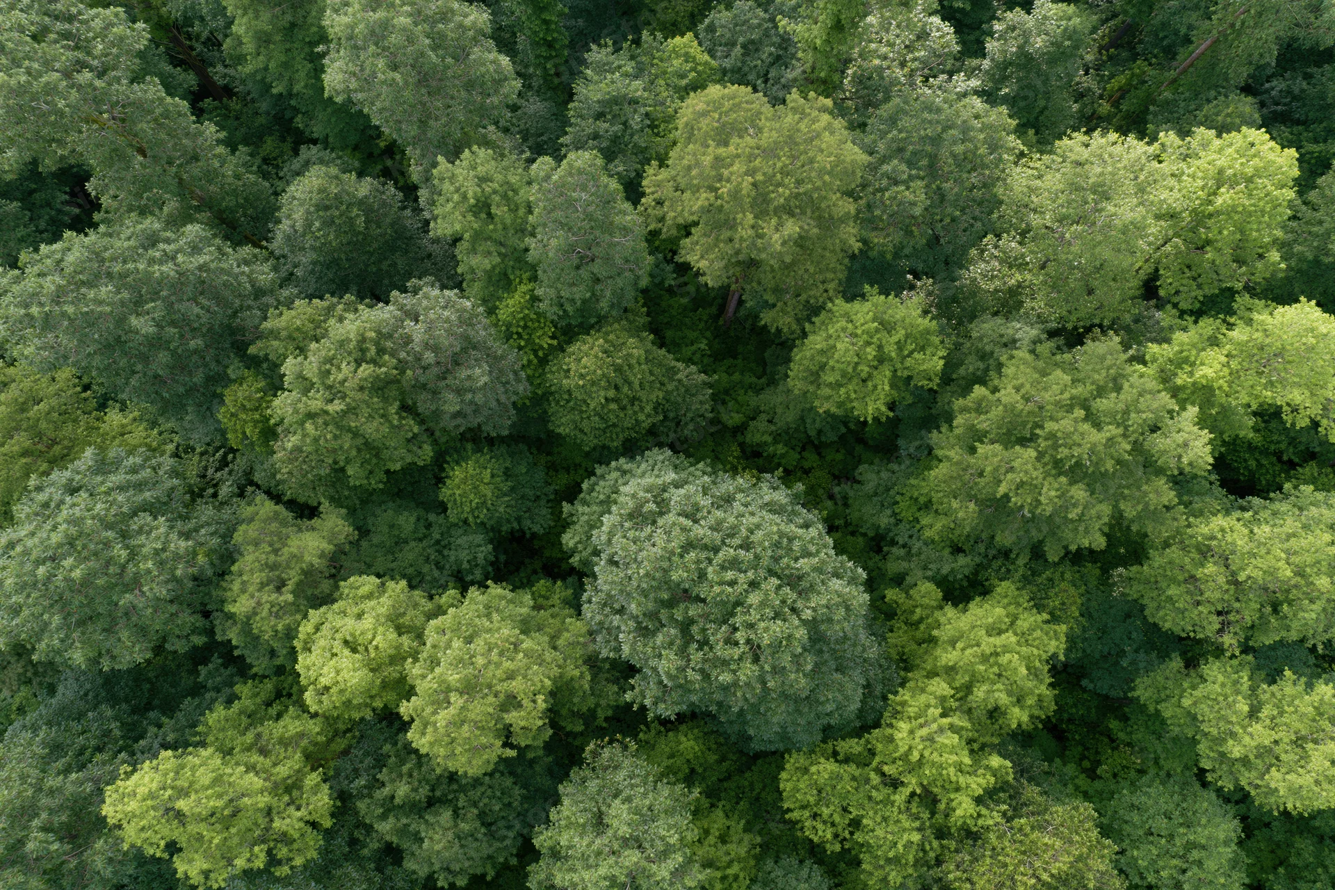Aerial top-down view of dense broadleaf forest canopy filled with green foliage