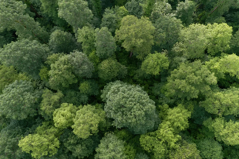 Aerial top-down view of dense broadleaf forest canopy filled with green foliage
