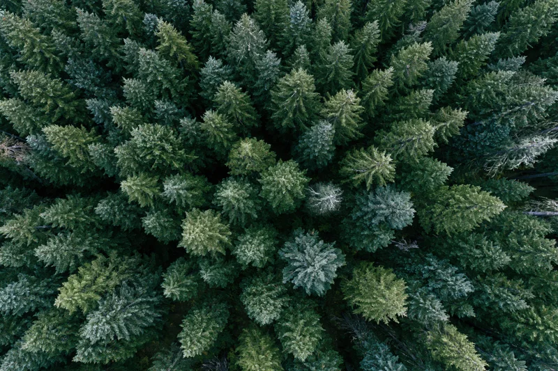 Aerial top-down view of dense conifer forest canopy