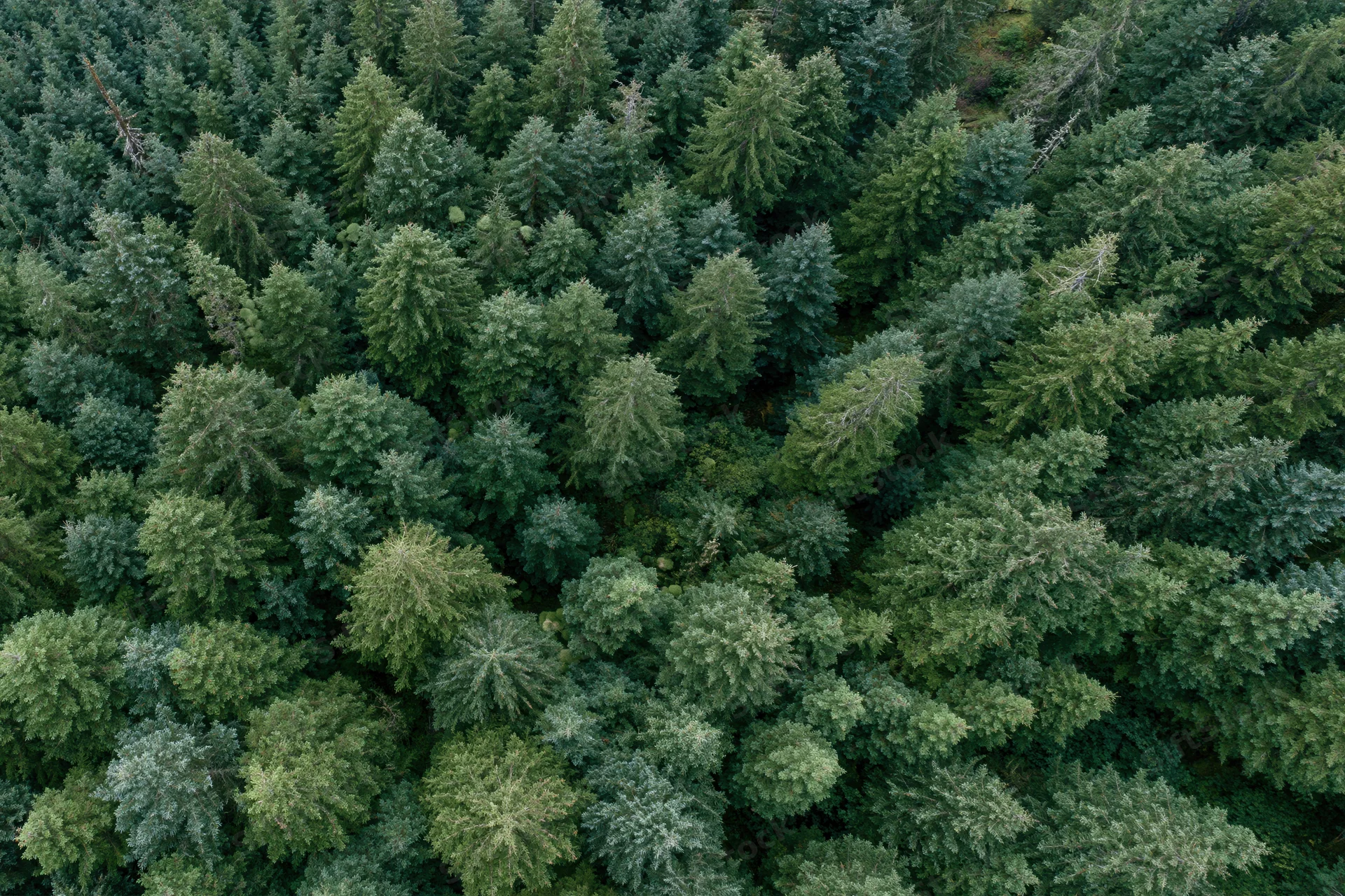 Aerial top-down view of dense conifer forest canopy