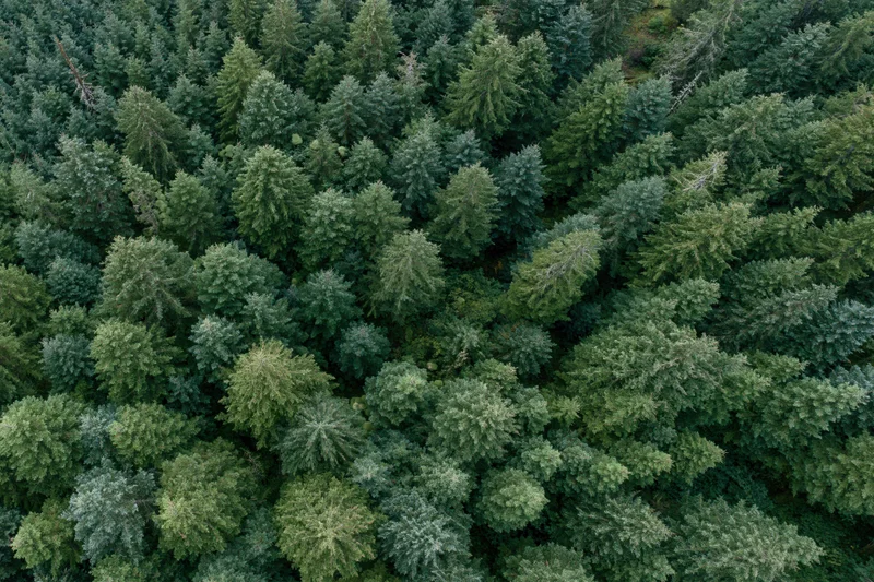 Aerial top-down view of dense conifer forest canopy