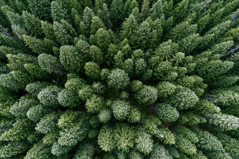 Aerial top-down view of dense conifer forest canopy